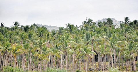 பாலாறு: தஞ்சைக்கு நிகராக செழித்தோங்கிய வடாற்காடு