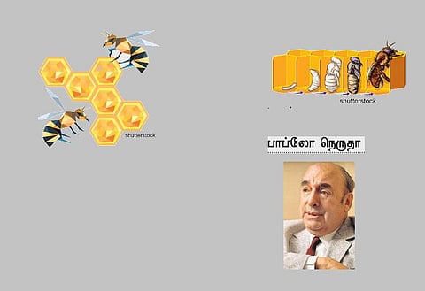 தேனீக்களுக்கு ஒரு பாடல்﻿