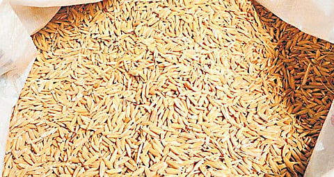 நம் நெல் அறிவோம்: நேரடி விதைப்புக்கு உவர்முண்டான்﻿