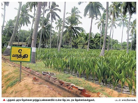 அரசு நாற்றுப்பண்ணையில்﻿ போதிய தென்னங்கன்றுகள் கிடைக்காமல் விவசாயிகள் அவதி﻿