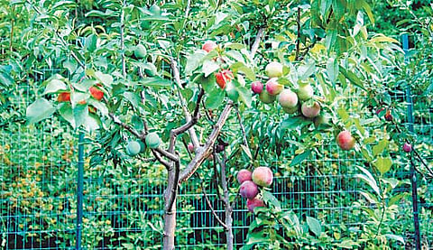 ஒரே மரத்தில் 40 வகை பழங்கள்﻿: அமெரிக்க விஞ்ஞானி சாதனை