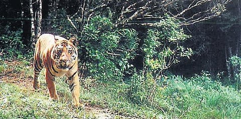 புலிகளை பாதுகாத்தால் நீர்வளம், மழையளவு அதிகரிக்கும்﻿ - வன ஆர்வலர்கள் தகவல்﻿