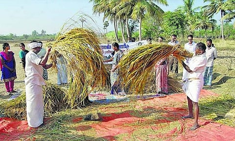 நம் நெல் அறிவோம்: மல்யுத்த வீரர்கள் உண்ட மிளகு சம்பா﻿