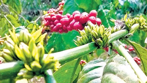 காபி, ரப்பர் துறைகளில் இப்போது அந்நிய முதலீடு கிடையாது﻿
