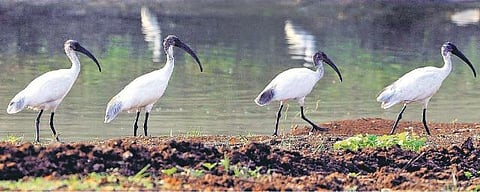இலங்கையிலிருந்து மதுரைக்கு வலசை வரும் வண்ணத்துப் பூச்சிகள்: சூழலியல் பேரவையின் ஆய்வில் தகவல்﻿