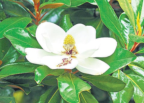 ஏற்காட்டின் பசுமை அற்புதங்கள்﻿