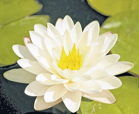 மனவலிமை பெற மருத்துவ மூலிகைகள்﻿