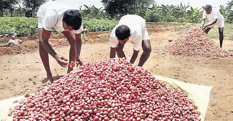 திருச்சி மத்திய சிறை வளாகத்தில்﻿ வெங்காய உற்பத்தியில் லாபம் ஈட்டும் கைதிகள்﻿: விலை உயர்ந்துள்ளதால் அறுவடை பணிகள் தீவிரம்﻿