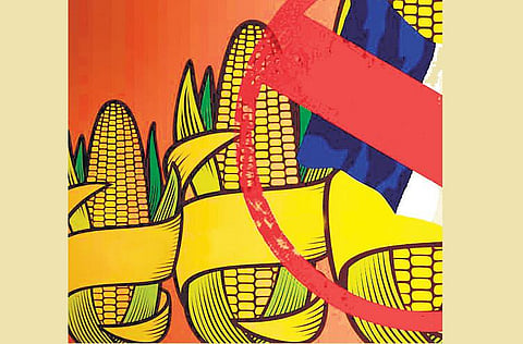 மரபணு மாற்ற உணவுக்கு முடிவு?﻿