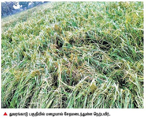 அறுவடை தொடங்கிய வேளையில்﻿ தொடர் மழையால் நெற்பயிர் சேதம்﻿: கன்னியாகுமரி விவசாயிகள் கலக்கம்﻿