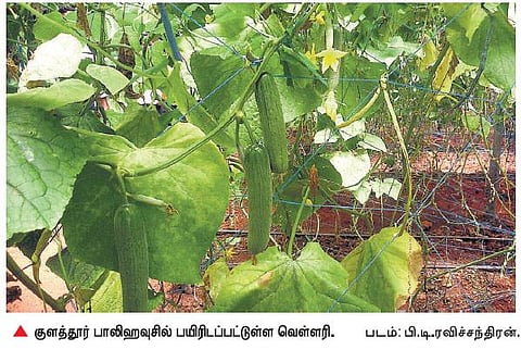இஸ்ரேல் தொழில்நுட்பம் மூலம் வெள்ளரி சாகுபடியில் விவசாயி சாதனை﻿: தமிழகத்திலேயே அதிக விளைச்சல்﻿