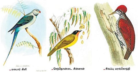 இந்தியப் பறவையியல் பிதாமகன்﻿ டி.சி.ஜெர்டான்