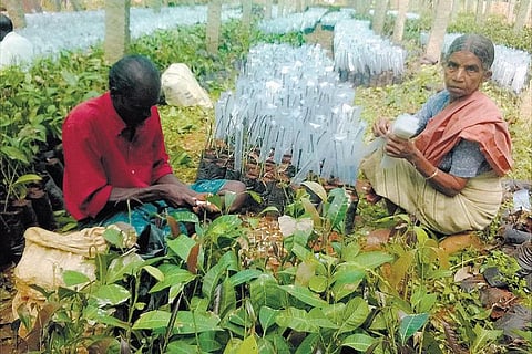 சேலம் கருமந்துறை பழப் பண்ணையில்﻿ ரூ.50 லட்சம் மதிப்பில் மரபணு வங்கி﻿