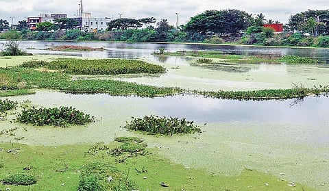 கழிவுகள் சங்கமமாகும் கோவை குளங்கள்: காப்பாற்றுவது யார்? - ஓர் அலசல்﻿