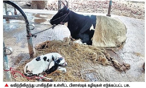 கால்நடைகளுக்கு எமனாகும் பாலித்தீன் பைகள்﻿: பொதுமக்களின் அலட்சியத்தால் பாதிப்பு