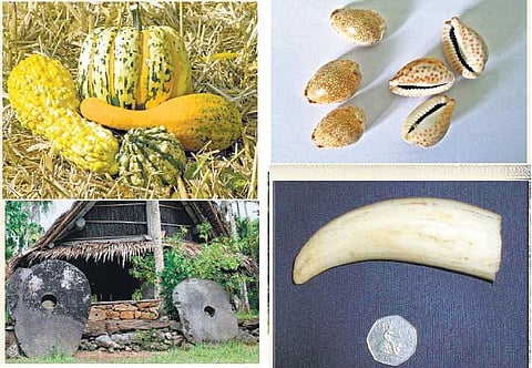 சுரைக்காய் பணம், கிளிஞ்சல் காசு!﻿