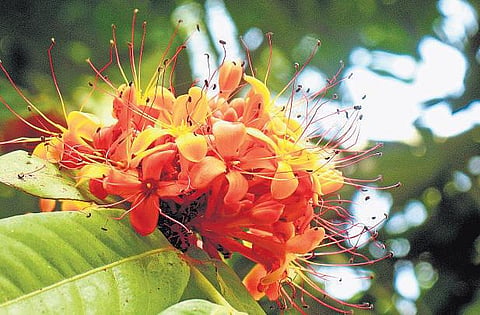 கிழக்கில் விரியும் கிளைகள் 6: மன்மதன் அம்பில் இடம்பிடித்த ரகசியம்﻿