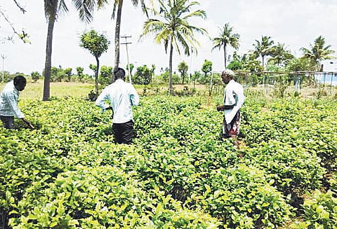 இயற்கைக்கு மாறுவோம்: விவசாயம் தழைக்க பெரம்பலூரின் மாற்று வழி!﻿