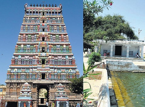 மூவாயிரம் ஆண்டு தல விருட்சம்