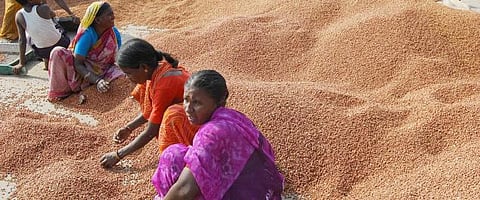 துவரம் பருப்பின் அரசியல்﻿