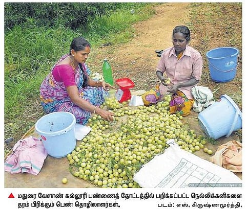 அரபு நாடுகளுக்கு ஏற்றுமதியாகும் நெல்லிக்கனி﻿: பொதுமக்கள் விழிப்புணர்வால் மீண்டும் மவுசு﻿