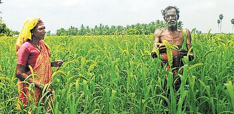 ஊரெங்கும் தினை சாகுபடி: வியக்க வைக்கும் விநாயகம்பட்டு விவசாயிகள்﻿