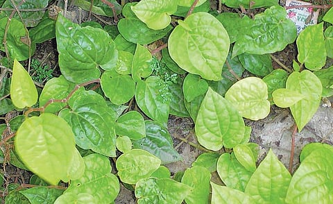 வாசகர் பக்கம்: ஆரோக்கியத்துக்குச் செடி வளர்ப்போம்﻿