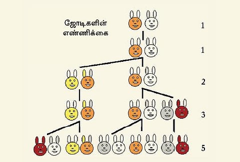 முயல் கணிதம்﻿