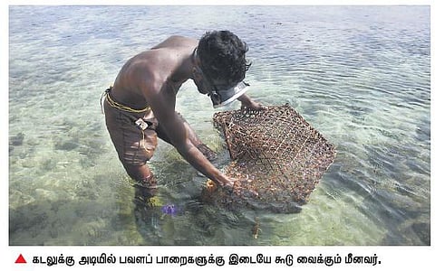 செயற்கைக்கோள் மூலம் மீன்பிடிக்கும் காலத்தில்﻿ கூடு வைத்து மீன்பிடிக்கும் மீனவர்கள்﻿