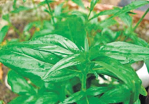 டெங்கு காய்ச்சலுக்கு நிலவேம்பு கசாயம் தயாரிக்கும் முறை﻿: 3 மணி நேரத்தில் குடித்துவிட வேண்டும்﻿ - அரசு சித்தா டாக்டர் விளக்கம்﻿