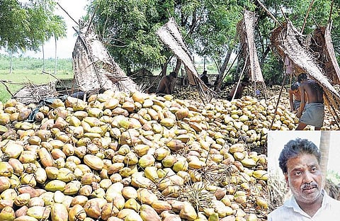 தீபாவளி வியாபாரம் முடிந்ததால்﻿: விற்பனைக்காக வெளிமாநிலம் செல்லும் சோழவந்தான் தேங்காய்கள்﻿