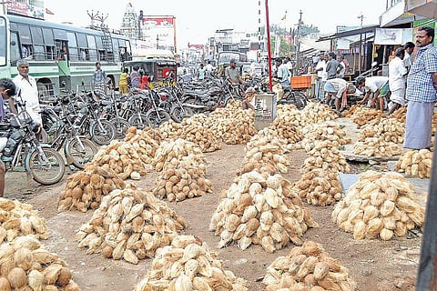 கொப்பரை கொள்முதல் குறைவால் தேங்காய் விலை வீழ்ச்சி﻿