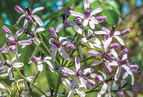 மரபு மருத்துவம்: டெங்கு அச்சம் போக்கும் சித்த மருத்துவம்﻿