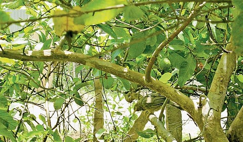எனக்குப் பிடித்த வீடு: இயற்கையின் வரவேற்பறை﻿