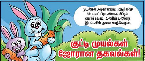 குட்டி முயல்கள் ஜோரான தகவல்கள்!