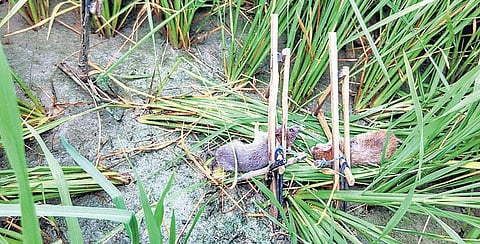 நவீனத்தை விஞ்சிய ‘கிட்டி’ முறையிலான எலி ஒழிப்பு﻿: ஆண்டுக்கு லட்சம் எலிகள் ஒழிப்பு﻿