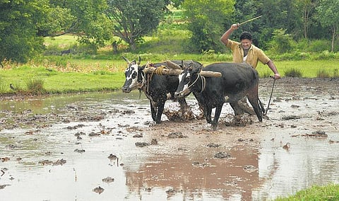 விவசாயிகளின் நண்பரா மோடி?