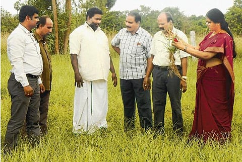 இயற்கை சீற்றங்களை தாங்கி வளரும்﻿ வெட்டிவேரை கடலோர மாவட்டங்களில் பயிரிட அரசு ஊக்குவிப்பு﻿: மருத்துவ, நறுமண ஆலைகளில் மணமூட்டியாக பயன்படுகிறது﻿