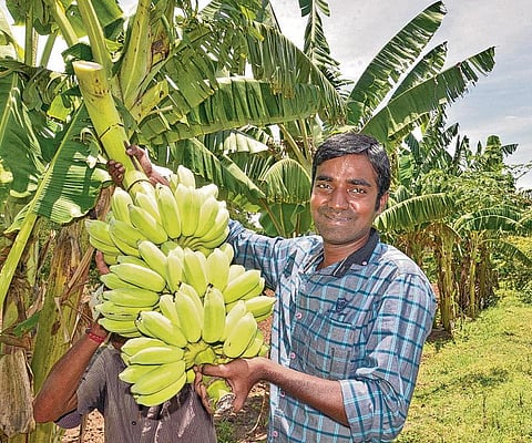 இனிமே நான் விவசாயி!- உதவி இயக்குநர் - இன்று இயற்கை விவசாயி!﻿