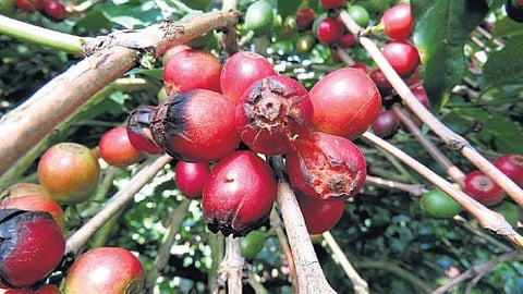 கொடைக்கானல் மலைப் பகுதியில் காபி, மிளகு விளைச்சல் பாதிப்பு﻿