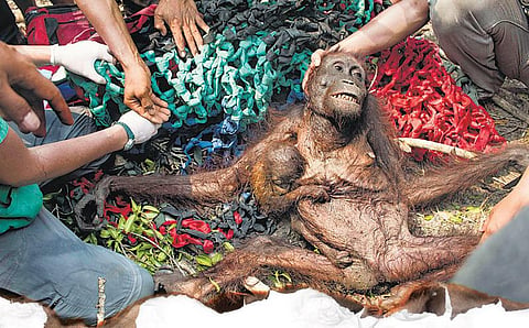 பருவ நிலை மாற்றம் சிறப்புக் கட்டுரை: ஊழித் தீயின் முதல் பொறி?﻿