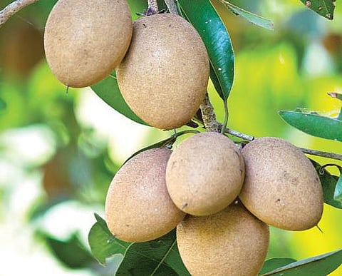புத்துணர்வு தரும் சப்போட்டா﻿