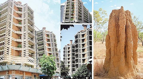 கரையான்கள் கற்றுக்கொடுக்கும் பாடம்﻿