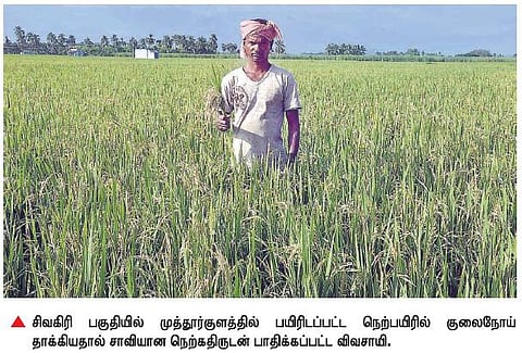 300 ஏக்கர் நெற்பயிரில் குலைநோய் தாக்குதல்﻿: நெல்லை விவசாயிகளுக்கு பேரிழப்பு﻿