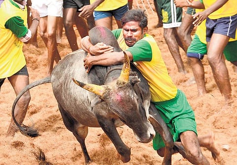 ஜல்லிக்கட்டு மத்திய அரசுக்கு பழ.நெடுமாறன் வலியுறுத்தல்﻿