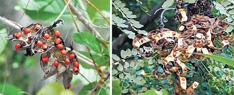 திருக்குறளில் போற்றப்பட்ட குன்றிமணி மரங்கள் பாதுகாக்கப்படுமா?﻿ - அழிவின் விளிம்பில் இருந்து மீட்கக் கோரிக்கை﻿