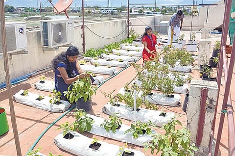 தண்ணீர் கசியாத மாடித் தோட்டம்﻿