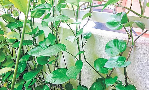 குளுமை தரும் கொடிகள்﻿