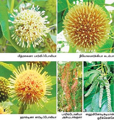 கிழக்கில் விரியும் கிளைகள் 19: உண்மையான கடம்ப மரம்?﻿
