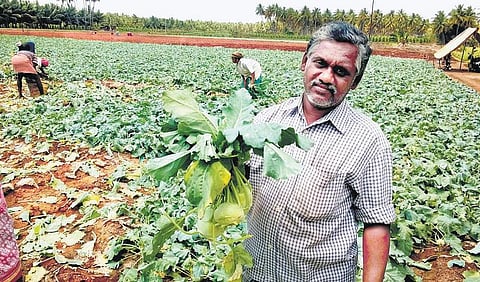 முதலீடு குறைந்த நூல்கோல் சாகுபடி ஆண்டு முழுவதும் வருமானம்﻿